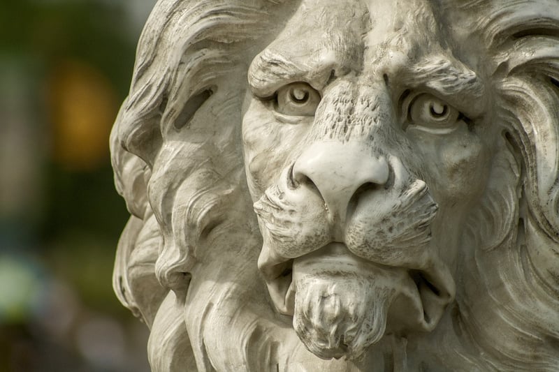 Lion in the wild